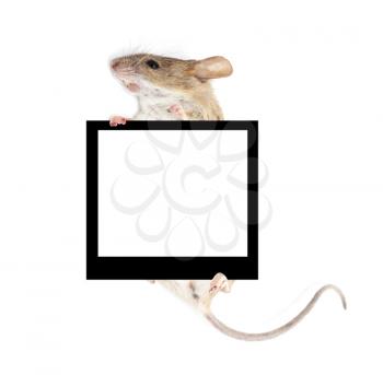 mouse in the paws of a frame holding a white background