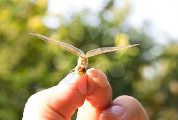 Dragonfly , macro