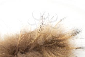 fur on white background