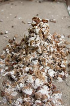 close-up of bird's excrements 