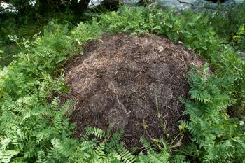 nest of ants in nature
