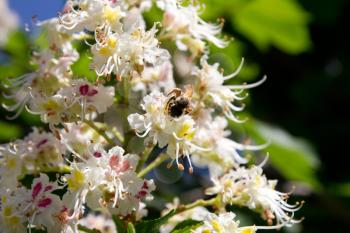 bee on flowering chestnut