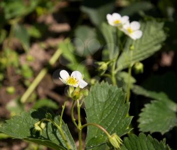 flowering strawberries in the garden on the nature