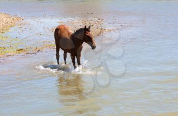 horse in the river on the nature
