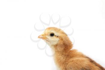 a little chicken on a white background