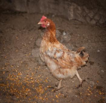 dwarf rooster on the farm