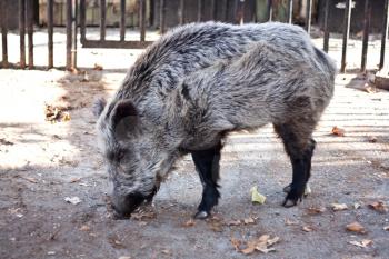wild boars in the zoo
