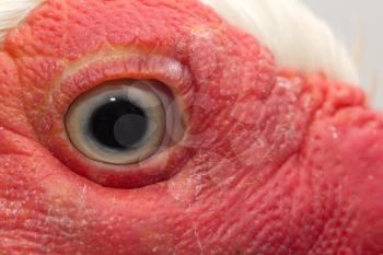 Eye turkey duck. macro