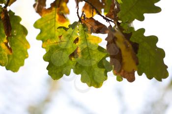 autumn leaf in nature