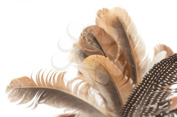feathers isolated on white background