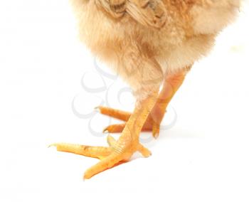 small chicken legs on a white background