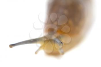 portrait of snails on a white background. macro