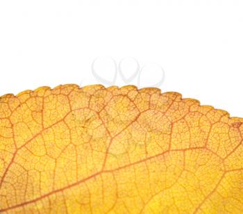 yellow leaf . macro
