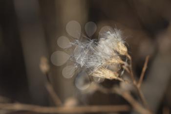 fluff from a dandelion
