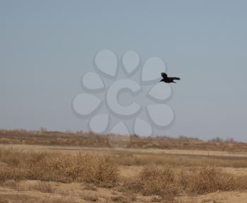 crow in flight in the desert
