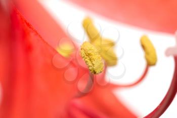 yellow stamens red flower. macro