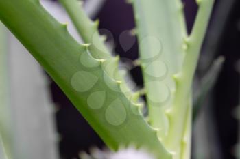 aloe leaves as background