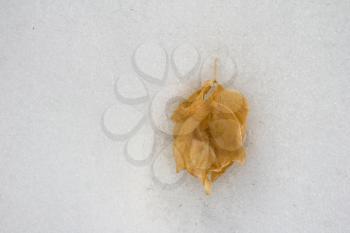 yellow leaf on snow