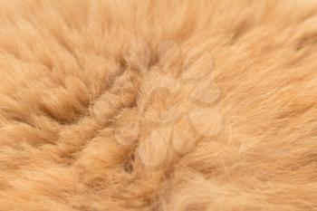 Animal fur texture background