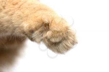 paw red cat on a white background