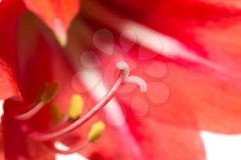 red flower pistil. macro