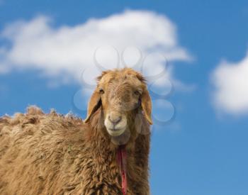 portrait of a sheep on a background of blue sky