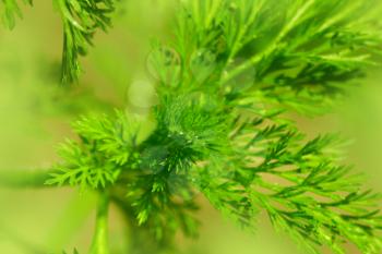 background of fennel plants