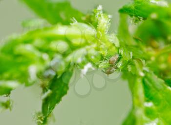 aphid on a leaf. macro