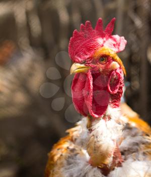 portrait of a rooster with a bare neck