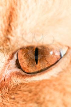 Eyes red cat. macro