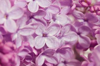 beautiful background of the flowers of lilac