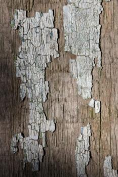 old wooden background with old paint