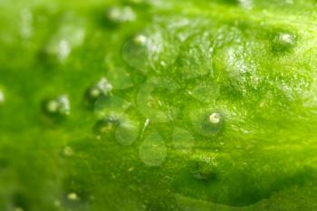 background of green cucumber. macro