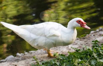 goose near water