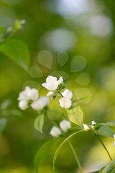 White flowers on the tree in nature