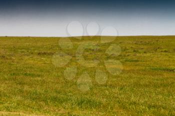 steppe in spring