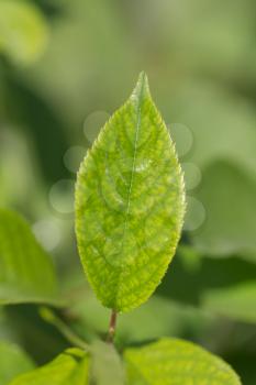 beautiful green leaf in nature
