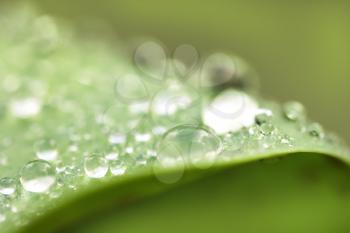 drops of water on the grass after the rain. macro