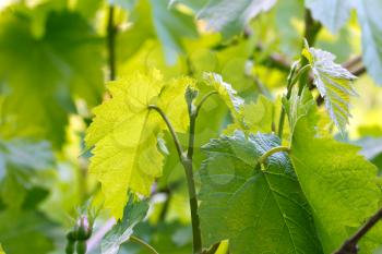 young shoots on grapes in nature
