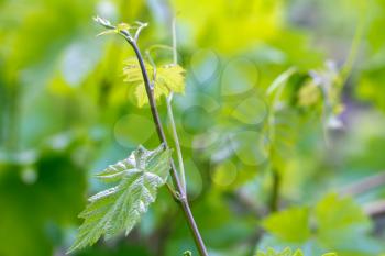 young shoots on grapes in nature