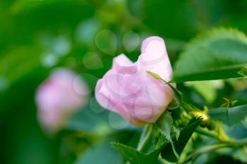Beautiful flower rose on nature