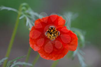 red poppy flower on nature