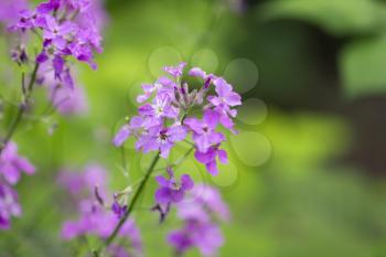 beautiful purple flower in nature. macro
