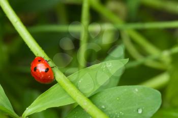 ladybug in the grass in nature. macro