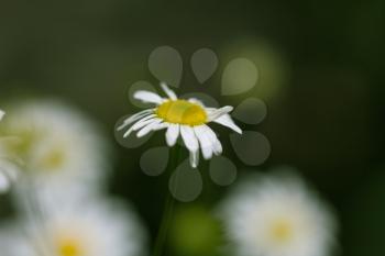 beautiful daisy flower in nature