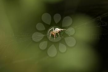 spider on the nature