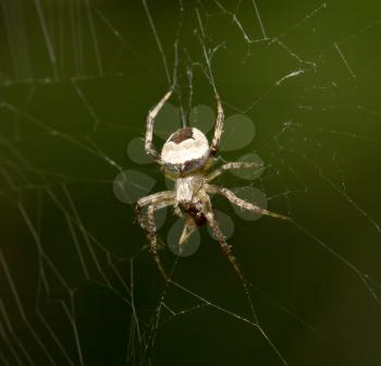 spider on the nature