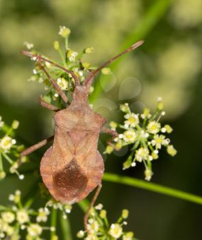 Stink bug on nature