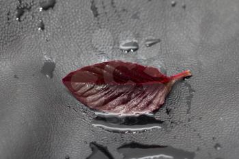 red leaf on black leather background. macro