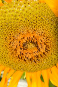 beautiful sunflower on nature as a background